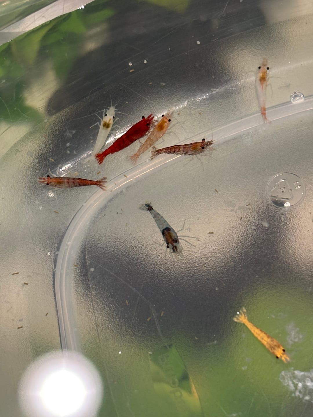Customer photo review of Neocaridina Skittles Shrimp Pack – Assorted Freshwater Colors