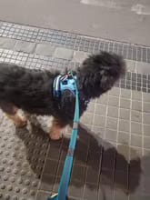 Customer photo review of No Pull Dog Harness – Soft Air-Mesh Vest with Front & Back Clips, Reflective Trim and Padded Handle