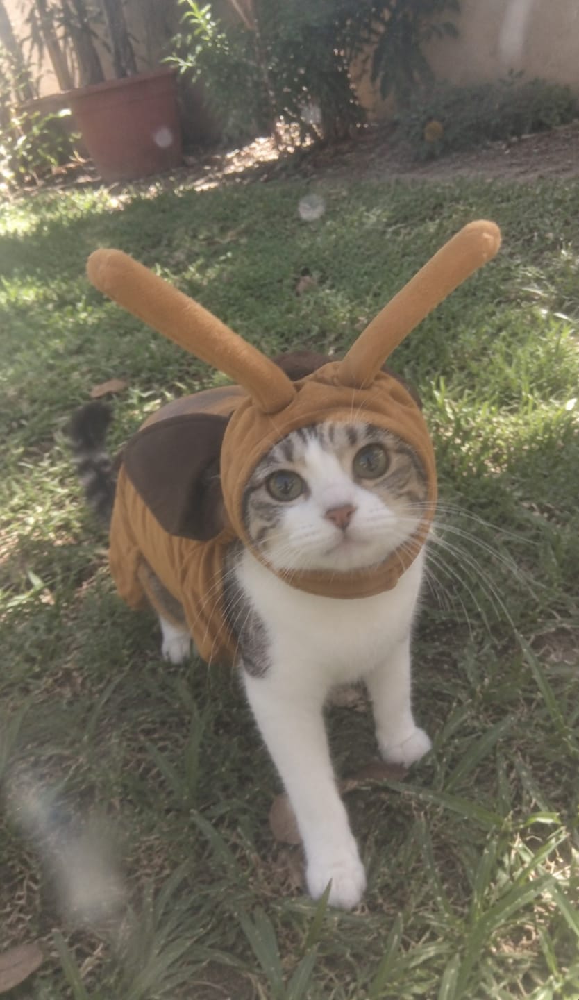 Customer photo review of Bug Bite Pet costume