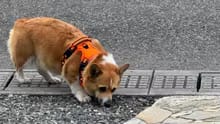 Customer photo review of No Pull Dog Harness – Adjustable Padded Vest with Front Clip and Handle