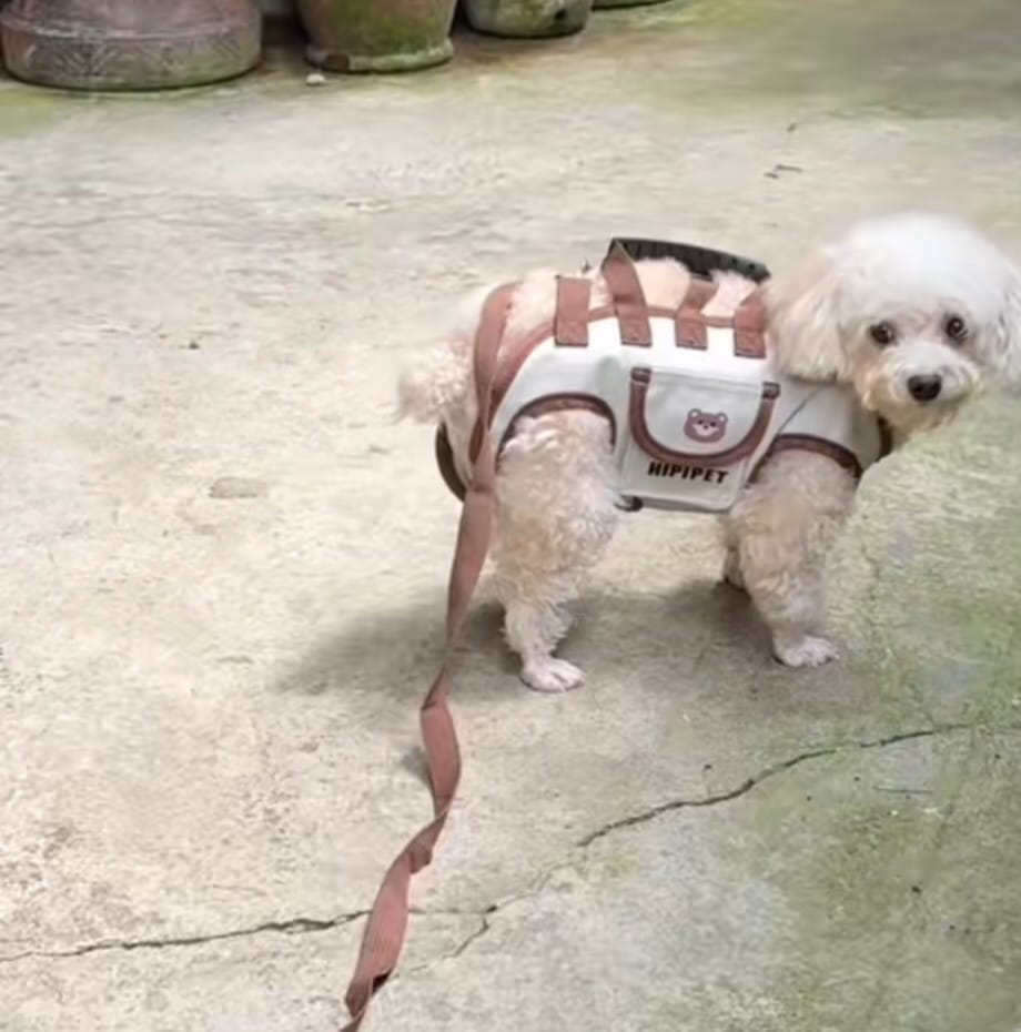 Customer photo review of Arnés de Transporte para Perros Pequeños