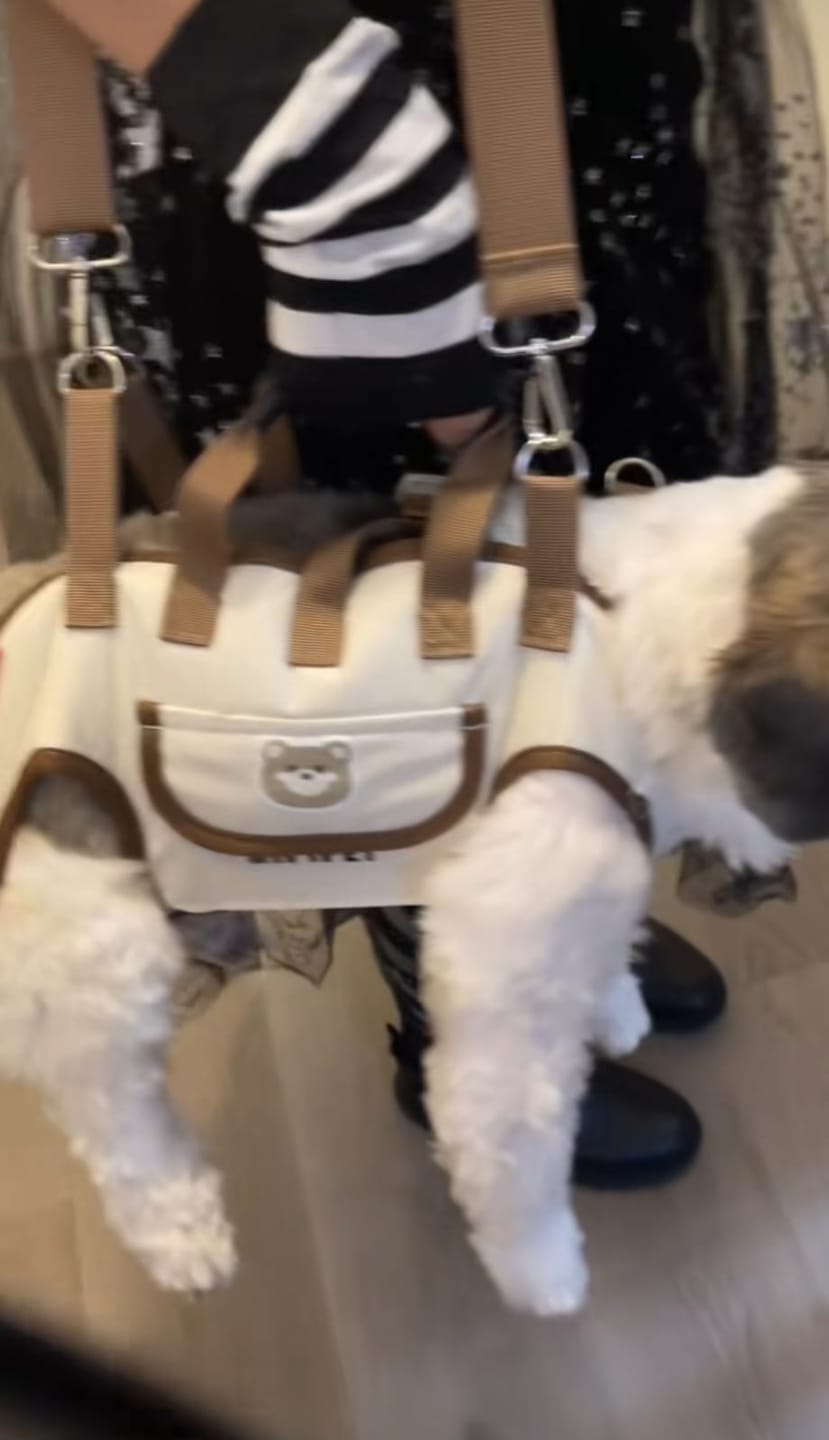 Customer photo review of Arnés de Transporte para Perros Pequeños