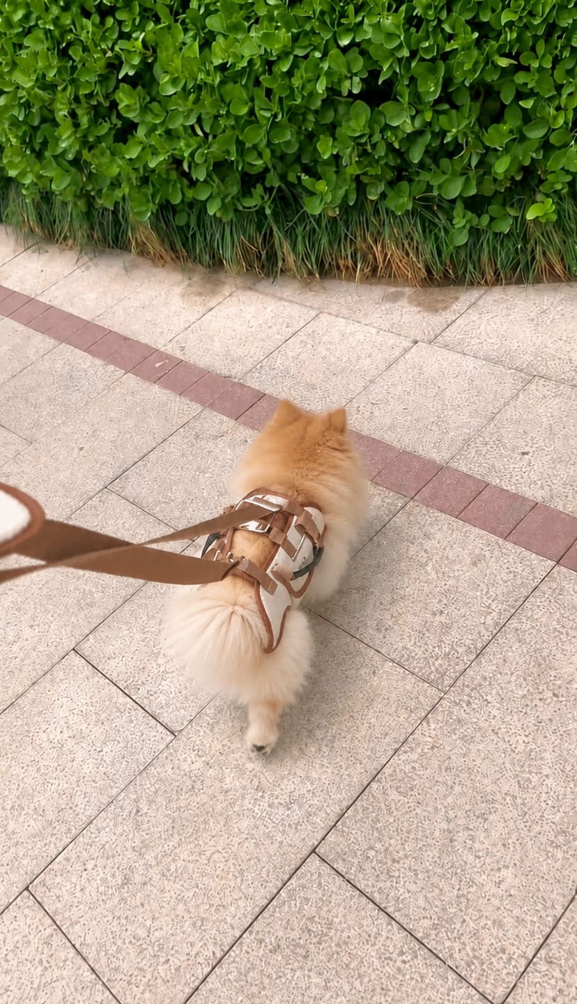 Customer photo review of Arnés de Transporte para Perros Pequeños