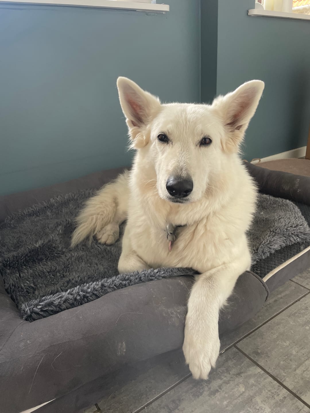 Customer photo review of Active Canis Vetbed, Grå