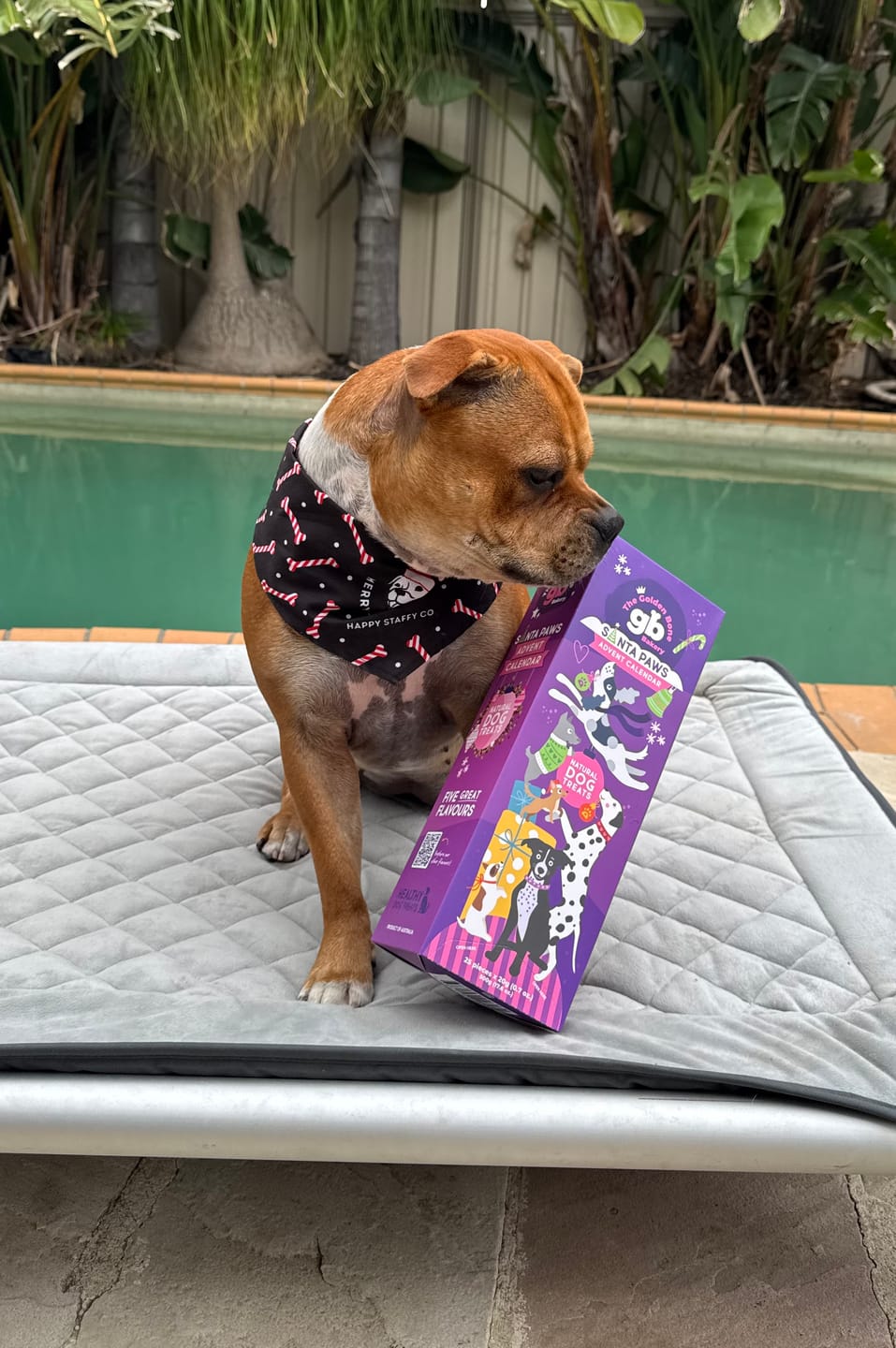 Customer photo review of Dog Advent Calendar Tower - SAVE 20% PRE-ORDER July 2026 | Christmas Gift for Dogs