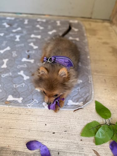 Customer photo review of PawSpot™ — El último tapete para pipí que comprarás
