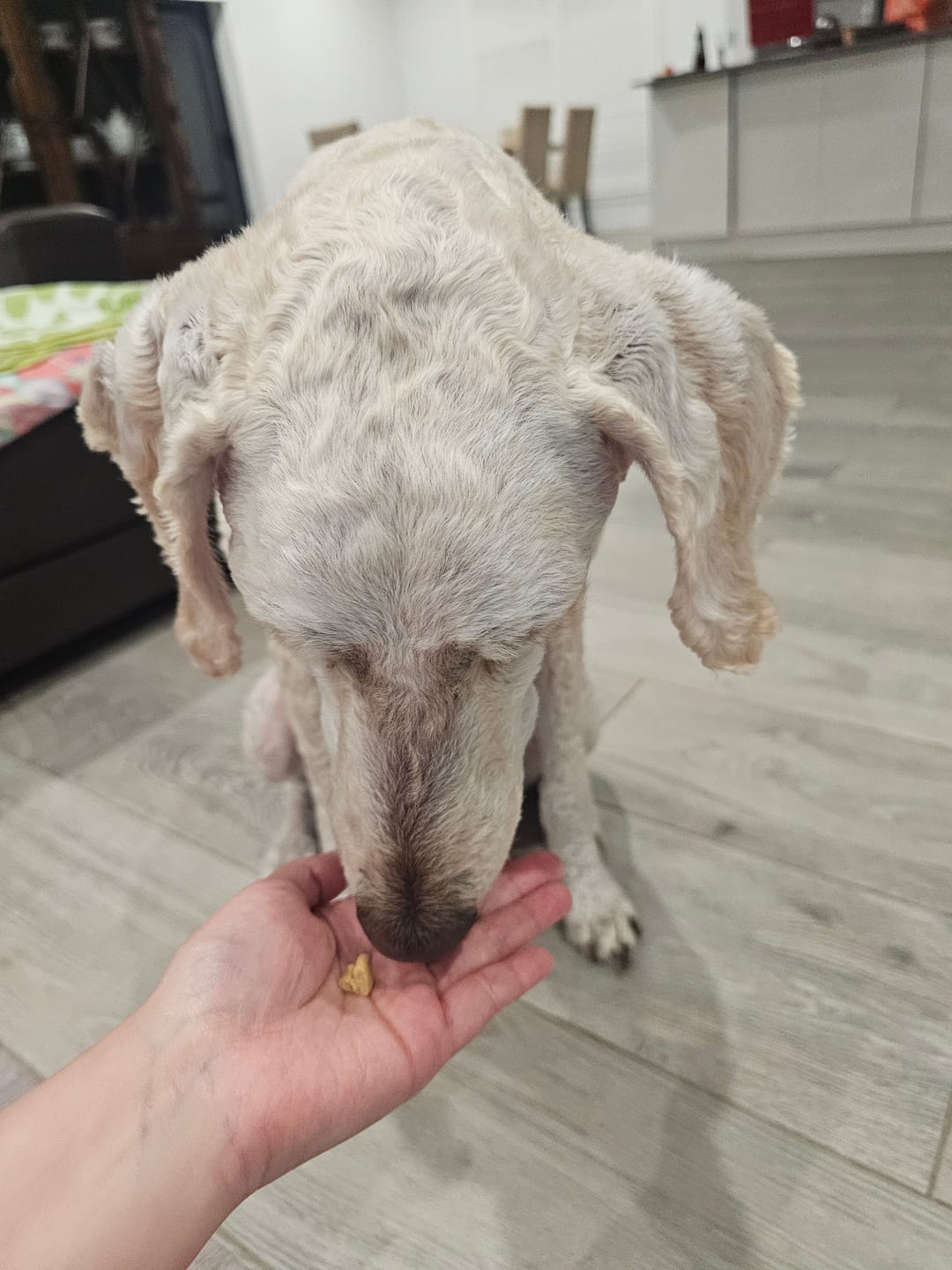 Customer photo review of 3 Flavour Party Mix Dog Treats – 280g Vegan Superfood Biscuits