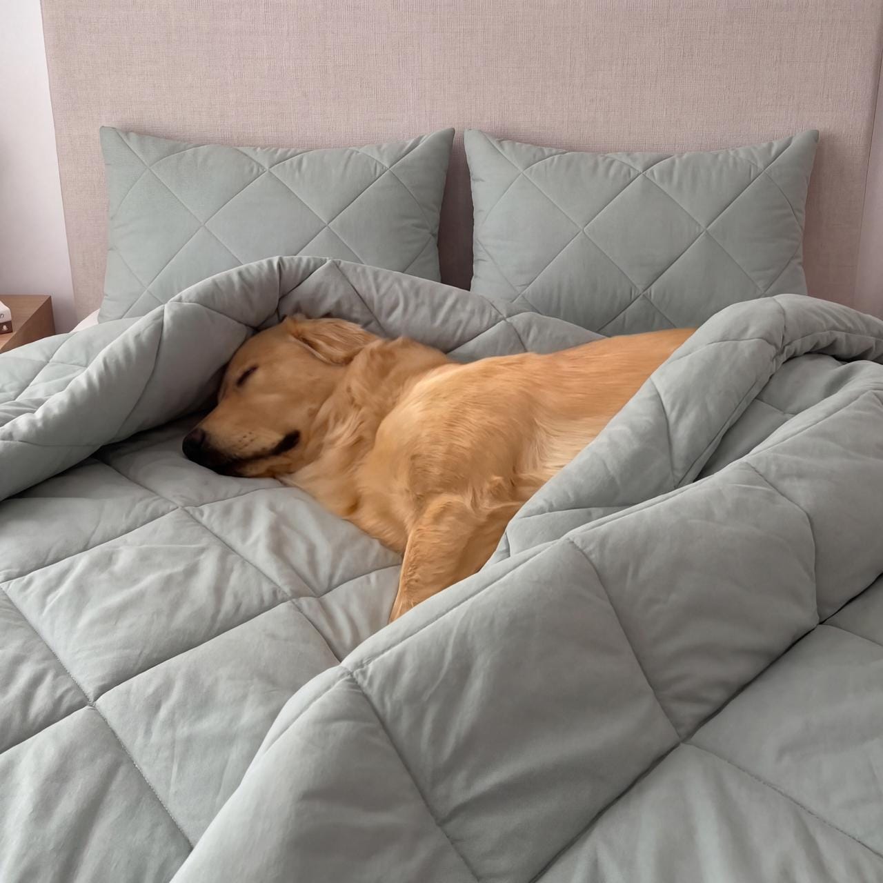 Customer photo review of PetClean - Couette sans housse 2-en-1