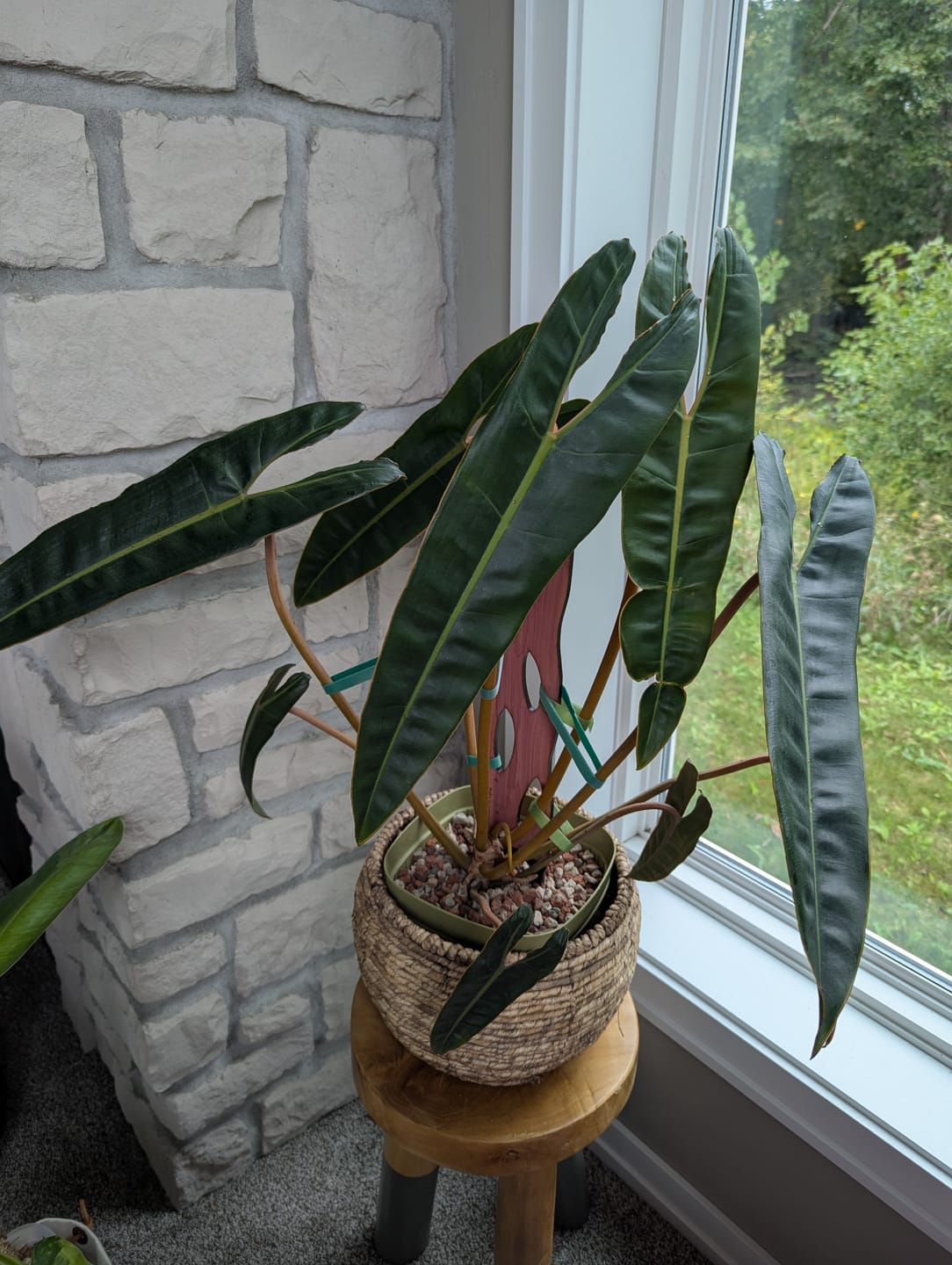 Customer photo review of Zella - Wooden Extendable Plant Support