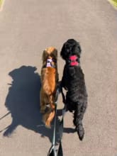 Customer photo review of No Pull Dog Harness – Reflective Padded Vest with Front Clip and Top Handle