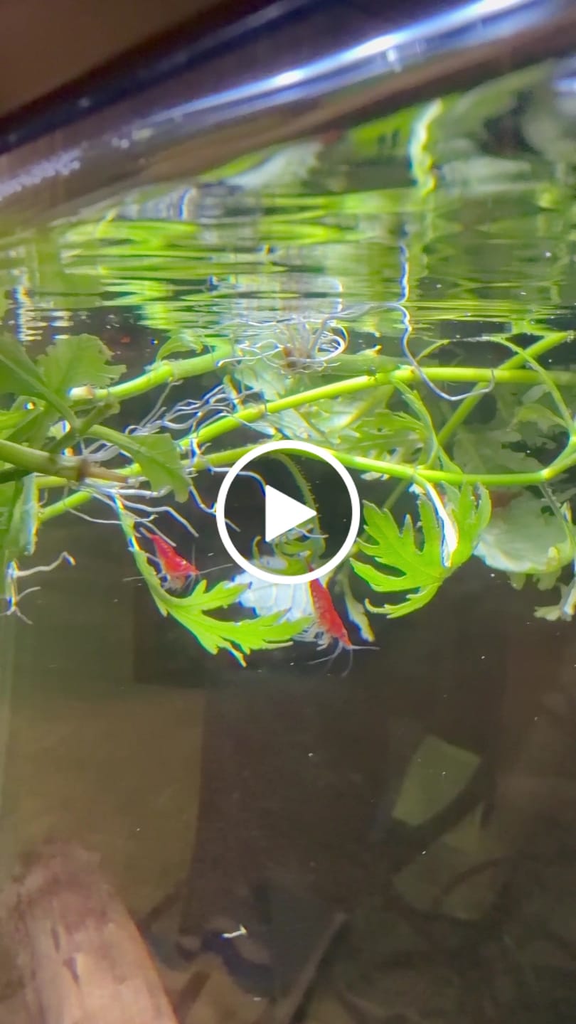 Customer video review of Fire Red Cherry Shrimp (Bright Red Neocaridina)