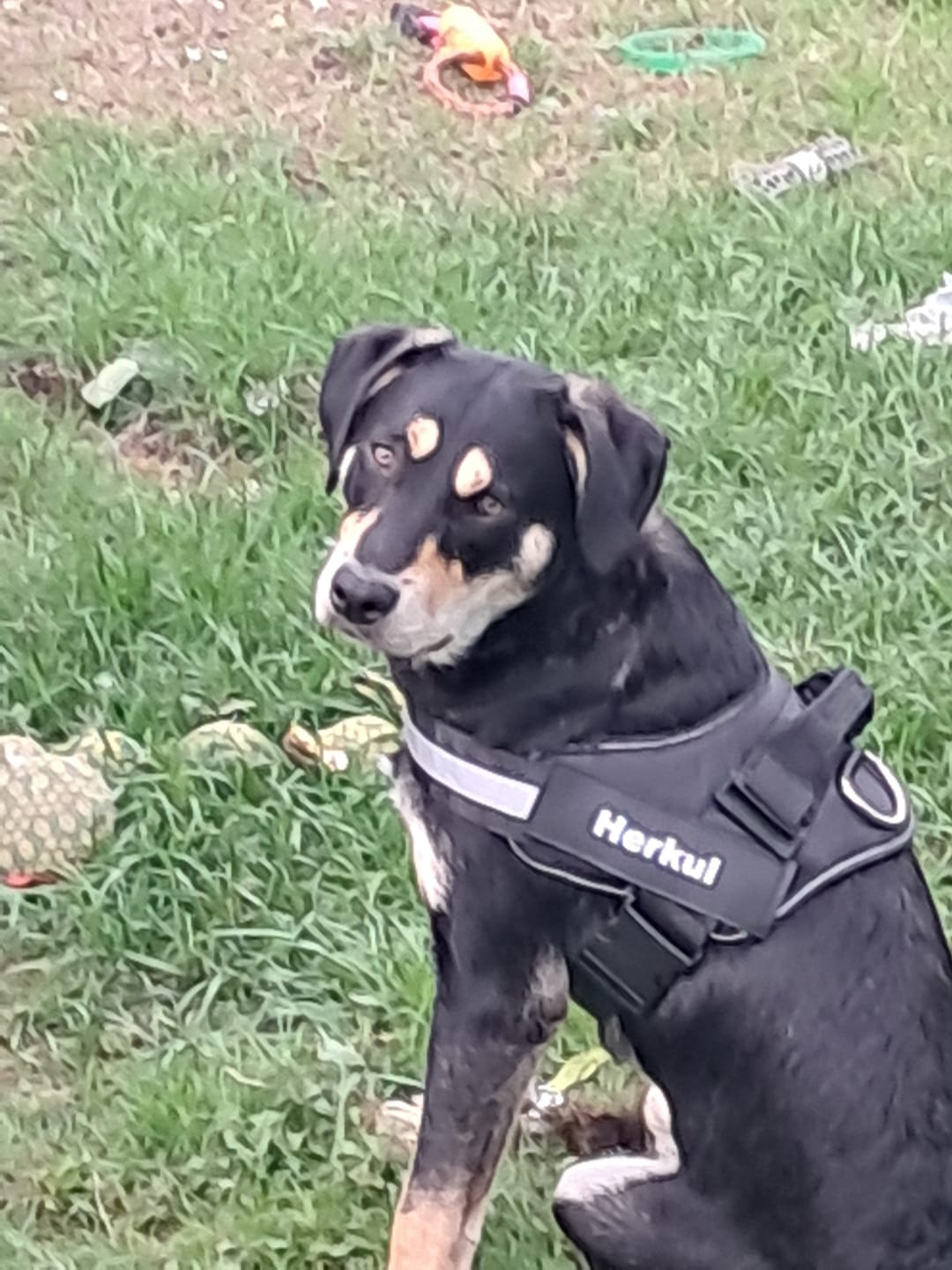Customer photo review of PawGuard - Gepersonaliseerd Hondentuigje