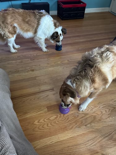 Customer photo review of FreezBall Bundle — Best value on the most-loved bones