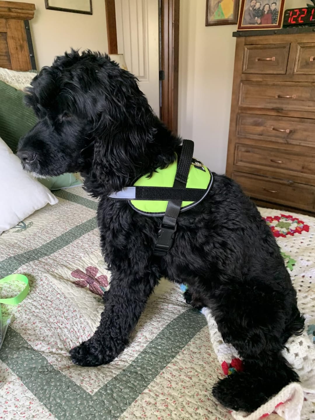 Customer photo review of No Pull Dog Harness