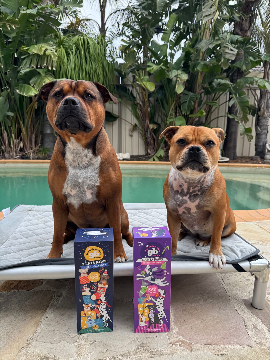 Customer photo review of Dog Advent Calendar Tower - SAVE 20% PRE-ORDER July 2026 | Christmas Gift for Dogs