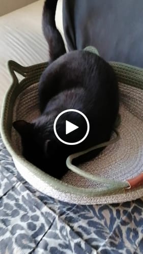 Kundenbewertung mit Video zu Fellnest Katzenkorb
