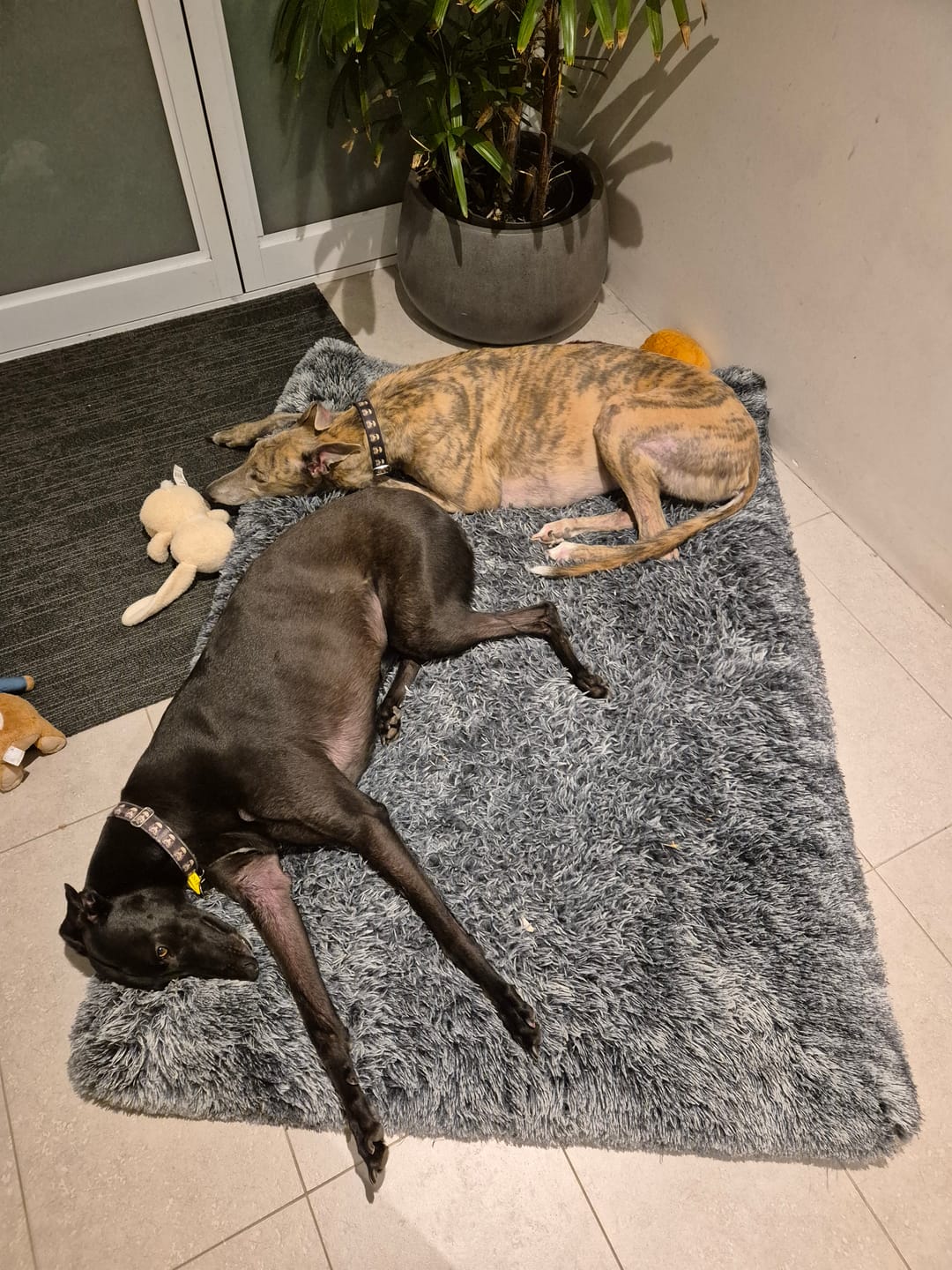 Customer photo review of Premium SuperMat Calming Bed