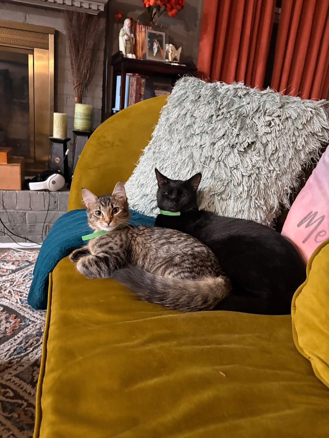 Customer photo review of FurLife™ - 8 Months Flea and Tick Free