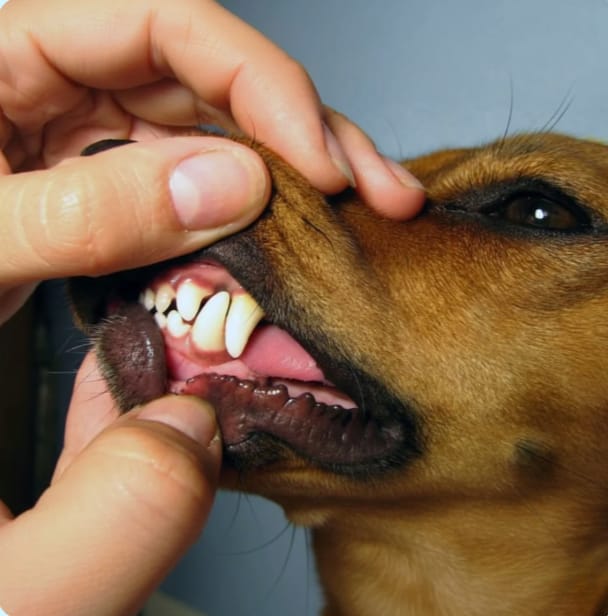 Customer photo review of Pawtura™ Toallitas Dentales para Perros