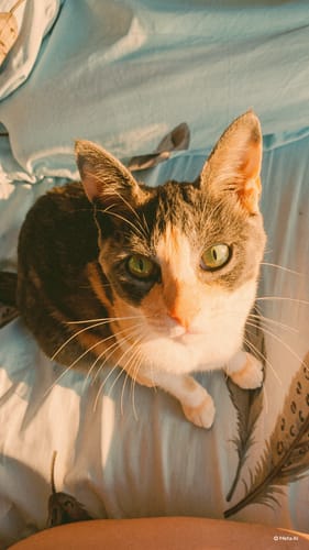 Customer photo review of Collar PVC Lavable Abrefácil (Gato)