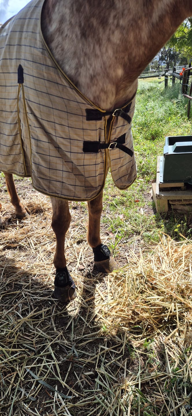 Customer photo review of HorseHalo™ HaloLegs Mini