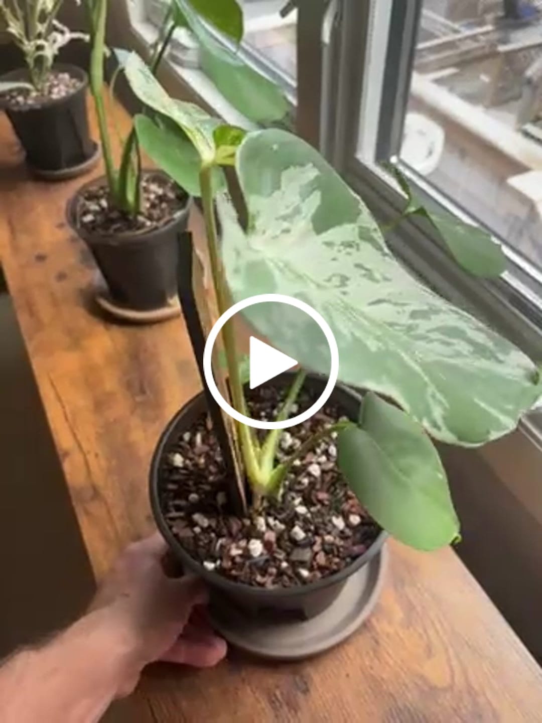 Customer video review of Zella - Wooden Extendable Plant Support