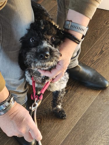 Customer's small dog wearing the pink ParoPet No Pull Dog Harness, held by a person.