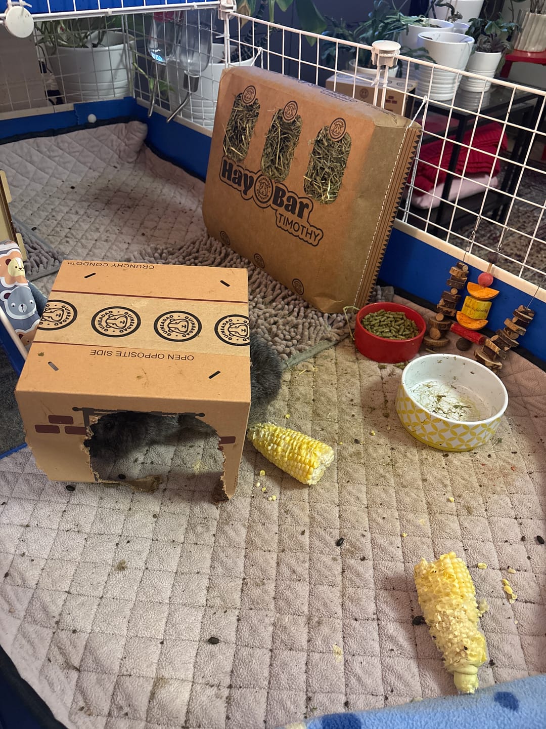 Customer photo review of GuineaDad Timothy Hay Bar for Guinea Pigs (5 Pack)
