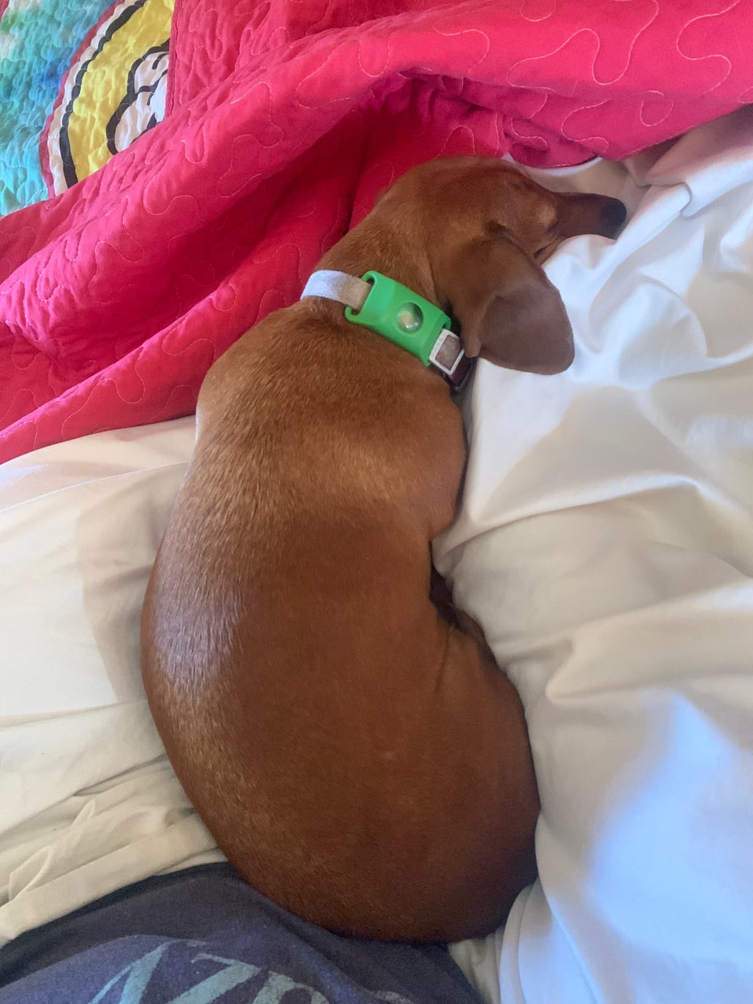 Customer photo review of FurLife™ - 12 Months All Natural Flea and Tick Tags for Dogs