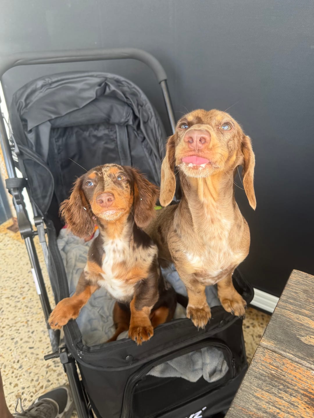 Customer photo review of Pet Dog Stroller Pram 4 Wheels
