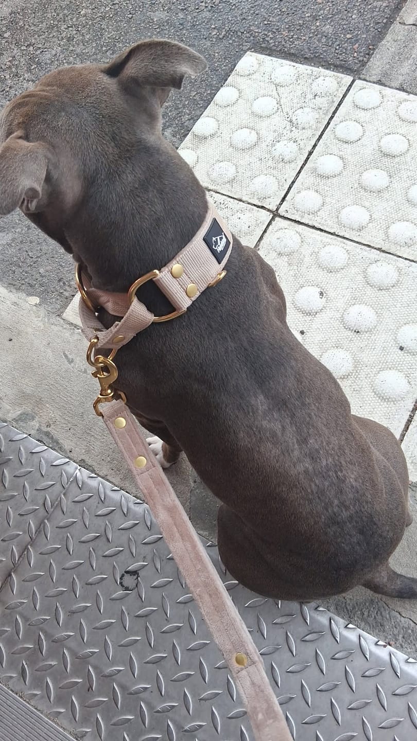 Customer photo review of Multi Guard Leash Gold Edition Beige