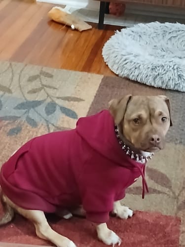 Customer's dog sitting on a patterned rug, wearing a burgundy Essential Dog Hoodie.