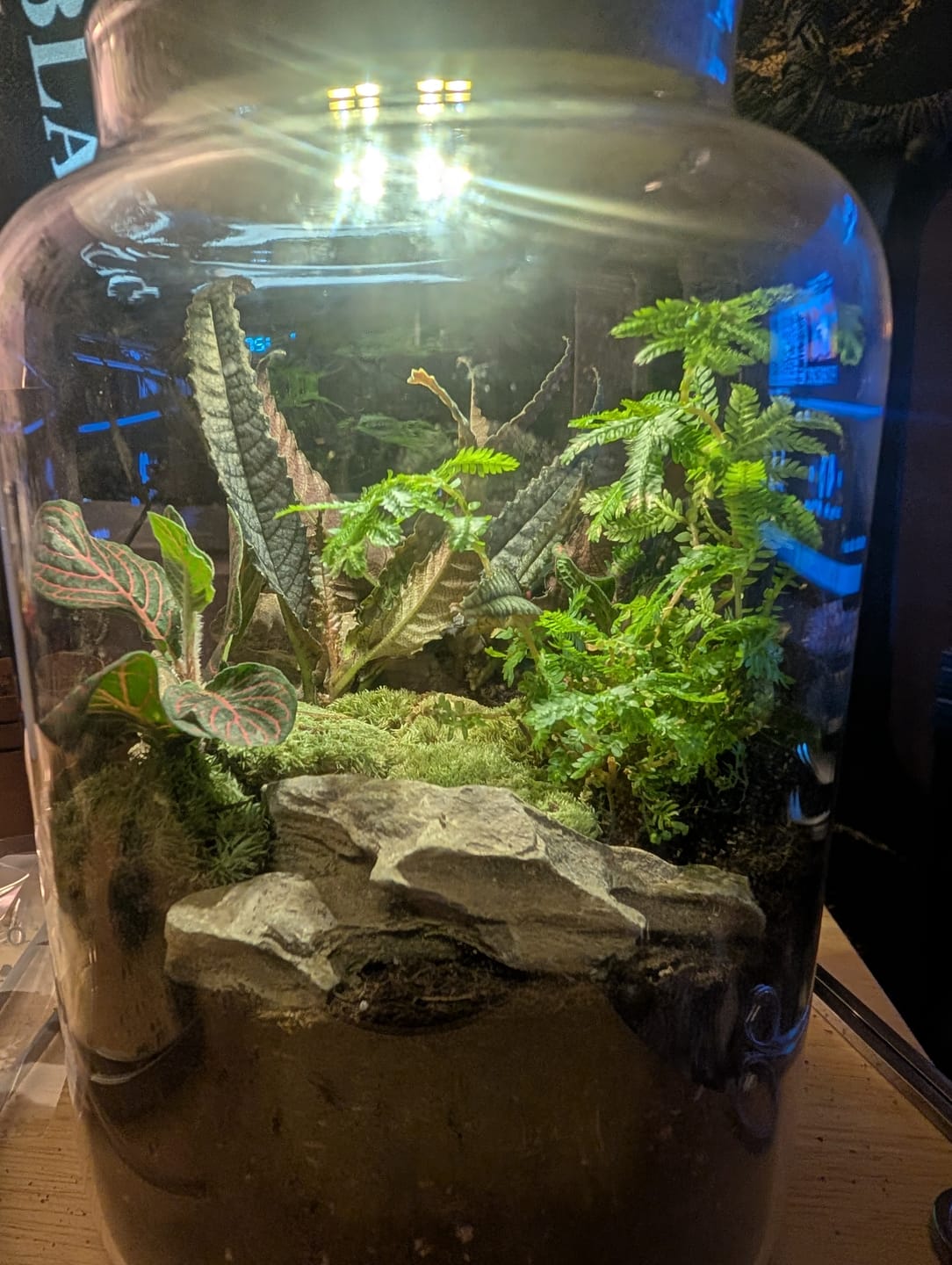 Customer photo review of Light Up Terrarium Kit