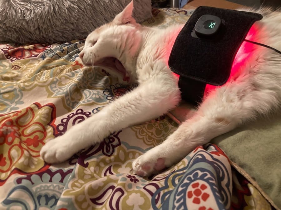 Customer photo review of Vetalux™ para gatos