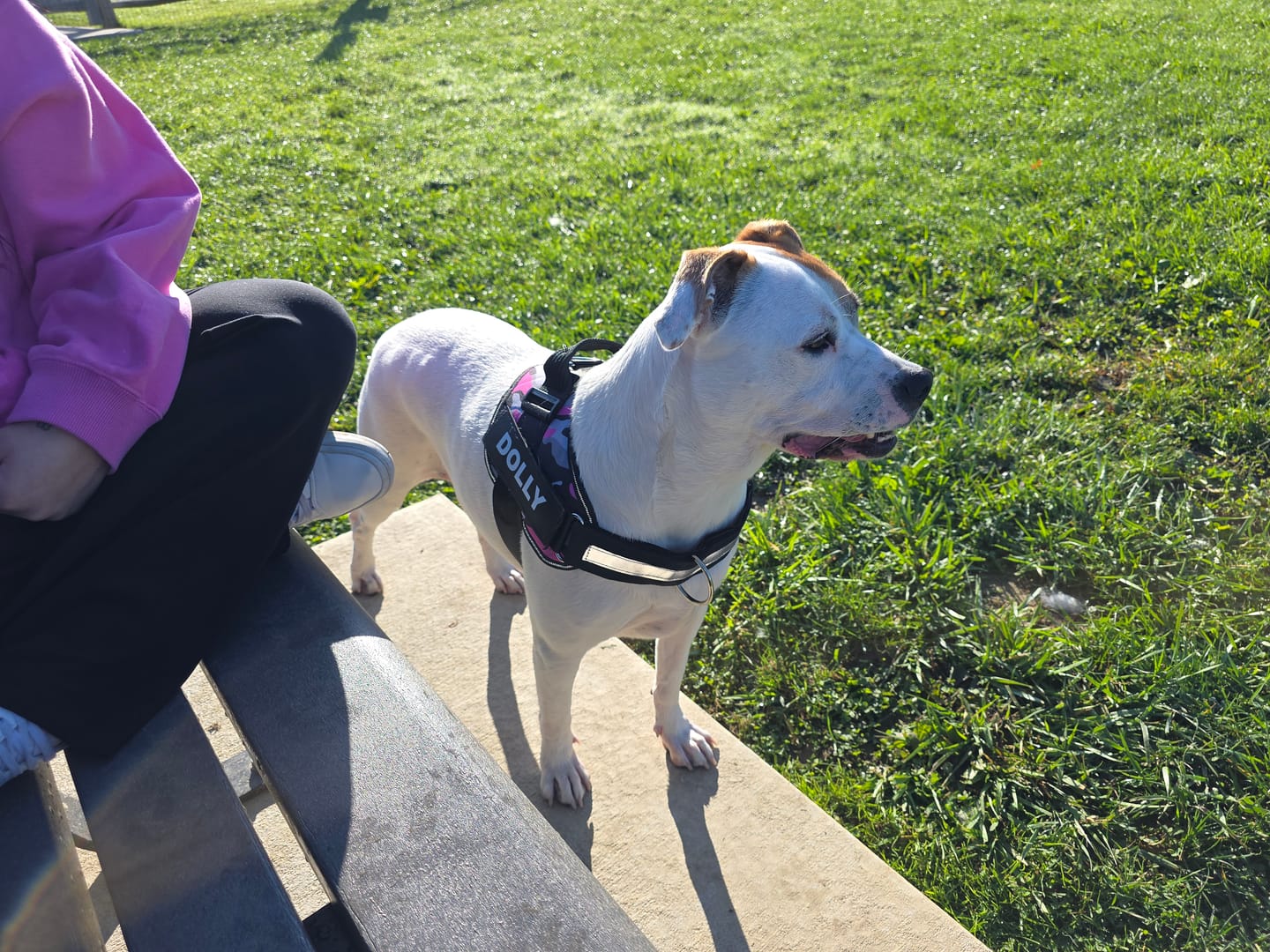 Customer photo review of Dogshood ™ No Pull Harness