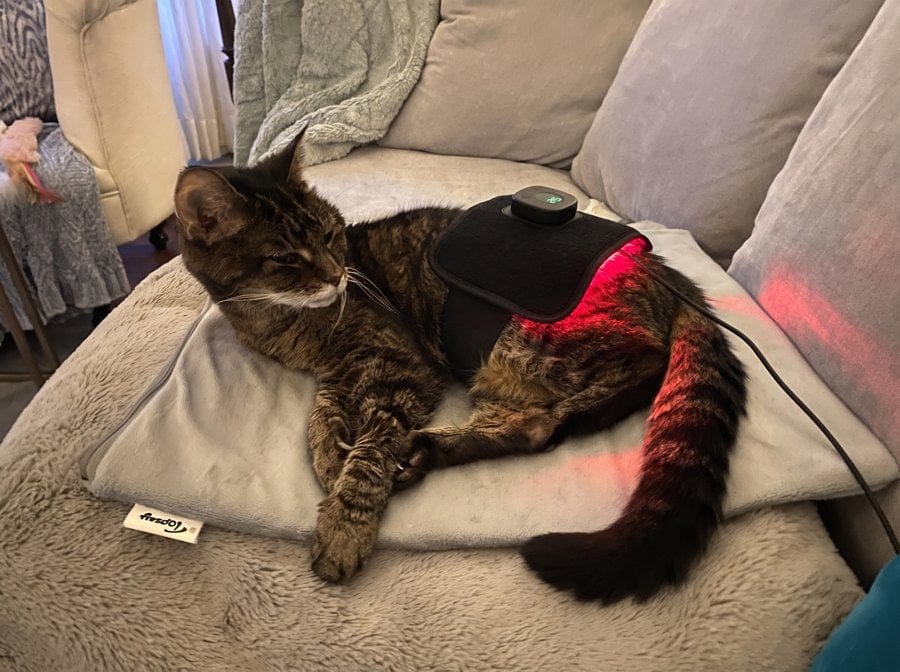 Customer photo review of Vetalux™ para gatos