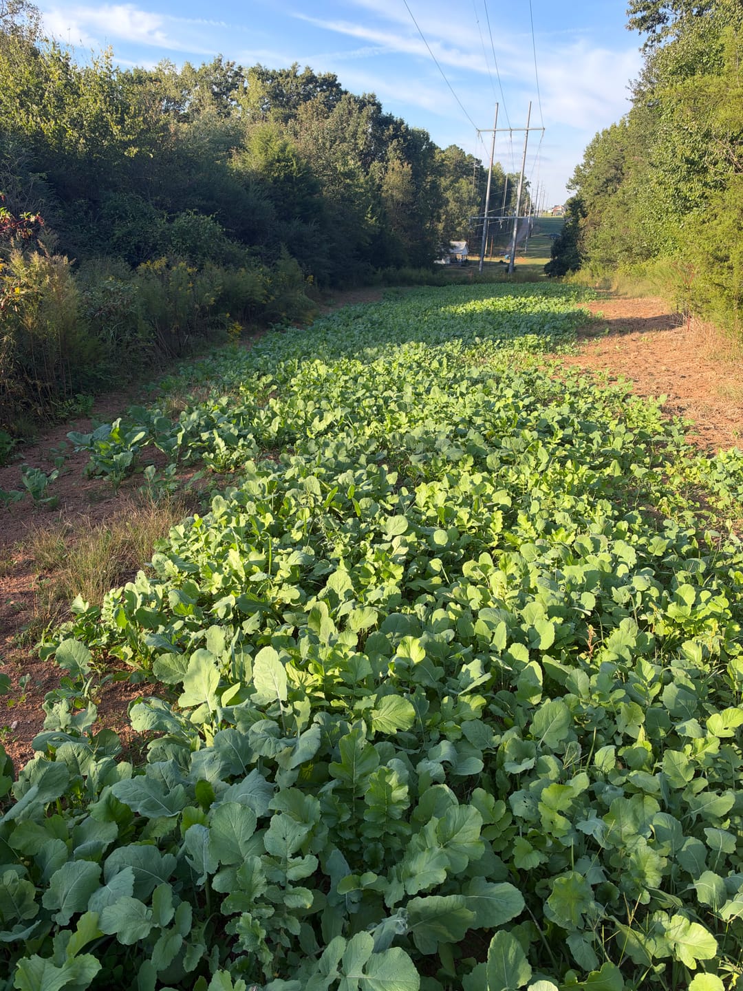 Customer photo review of No BS™ Food Plot Seed