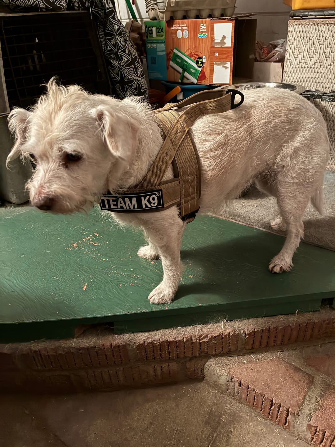 Customer photo review of NEW Team K9® Lightweight Personalized No Pull Dog Harness with a Quick-Release Metal Buckle, Reinforced Front & Back V-Rings, Hook & Loop Panels, Padded Adjustable Straps, Top Handle, & Reflective Stitching