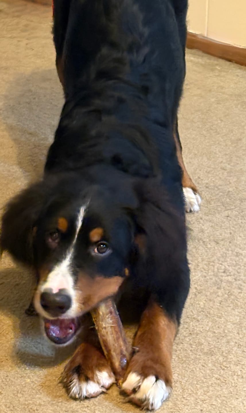 Customer photo review of Ostrich Chunky Bones (5" x 2" - 2 Pack): The Long-Lasting, Flavor-Packed Bones for Medium to Large Dogs