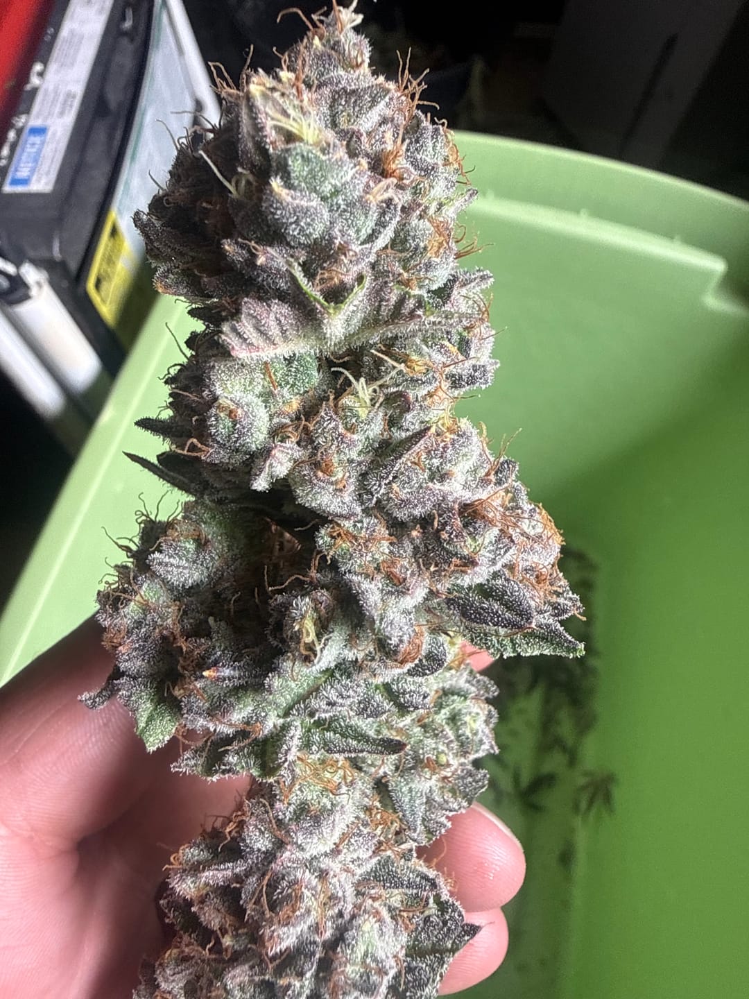 Customer photo review of Advanced Nutrients pH Perfect Connoisseur Grow B