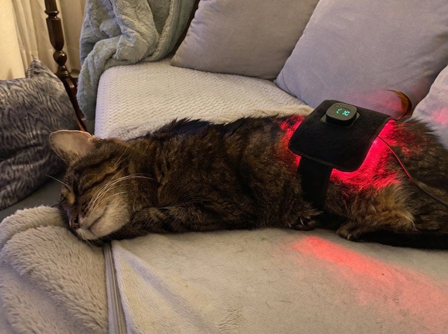 Customer photo review of Vetalux™ para gatos