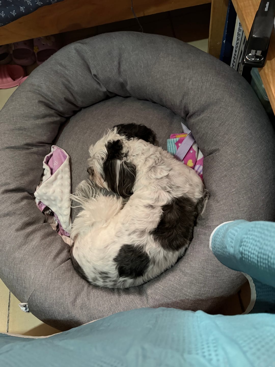 Customer photo review of Tapete Absorbente para Perros