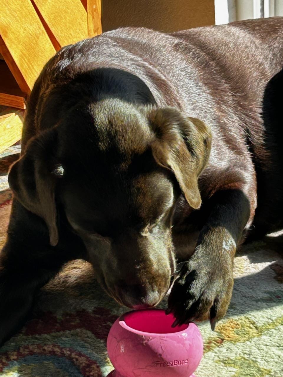 Customer photo review of Freezball Dog Chew Toy- Durable Fillable Dog Chew Bone