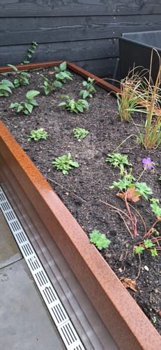 Customer photo review of Salie - Salvia nemorosa 'Sensation Deep Blue'