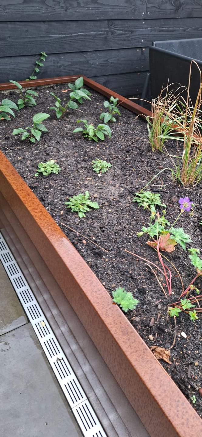 Customer photo review of Salie - Salvia nemorosa 'Sensation Deep Blue'