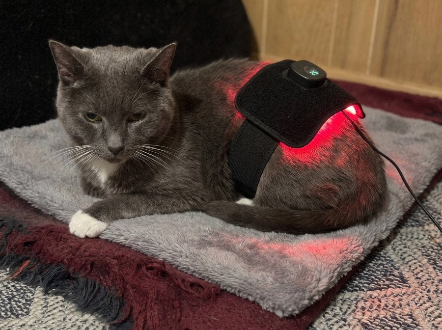 Customer photo review of Vetalux™ para gatos