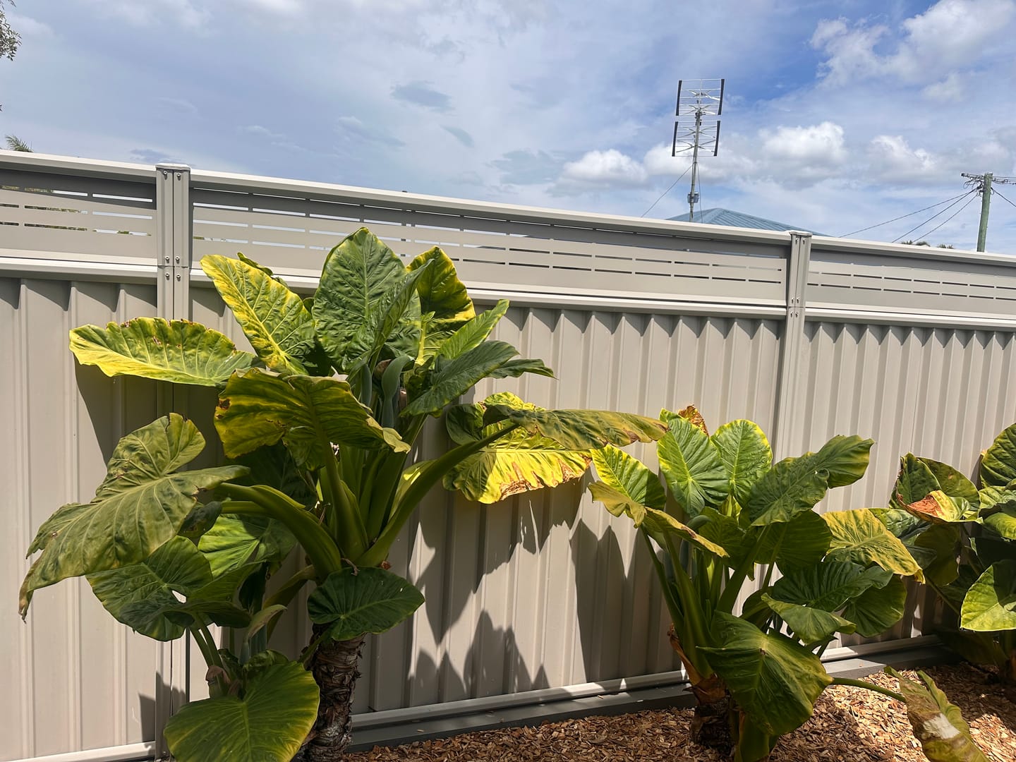 Customer photo review of Fence extensions for Colorbond fences (Standard Fence Extension Kit)
