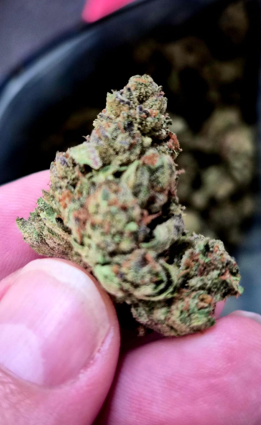 Customer photo review of Light Assist THCA Smalls