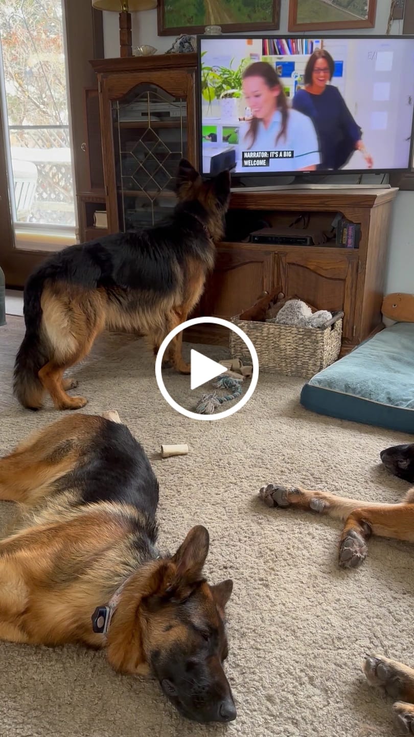 Customer video review of K9 Belly Bliss