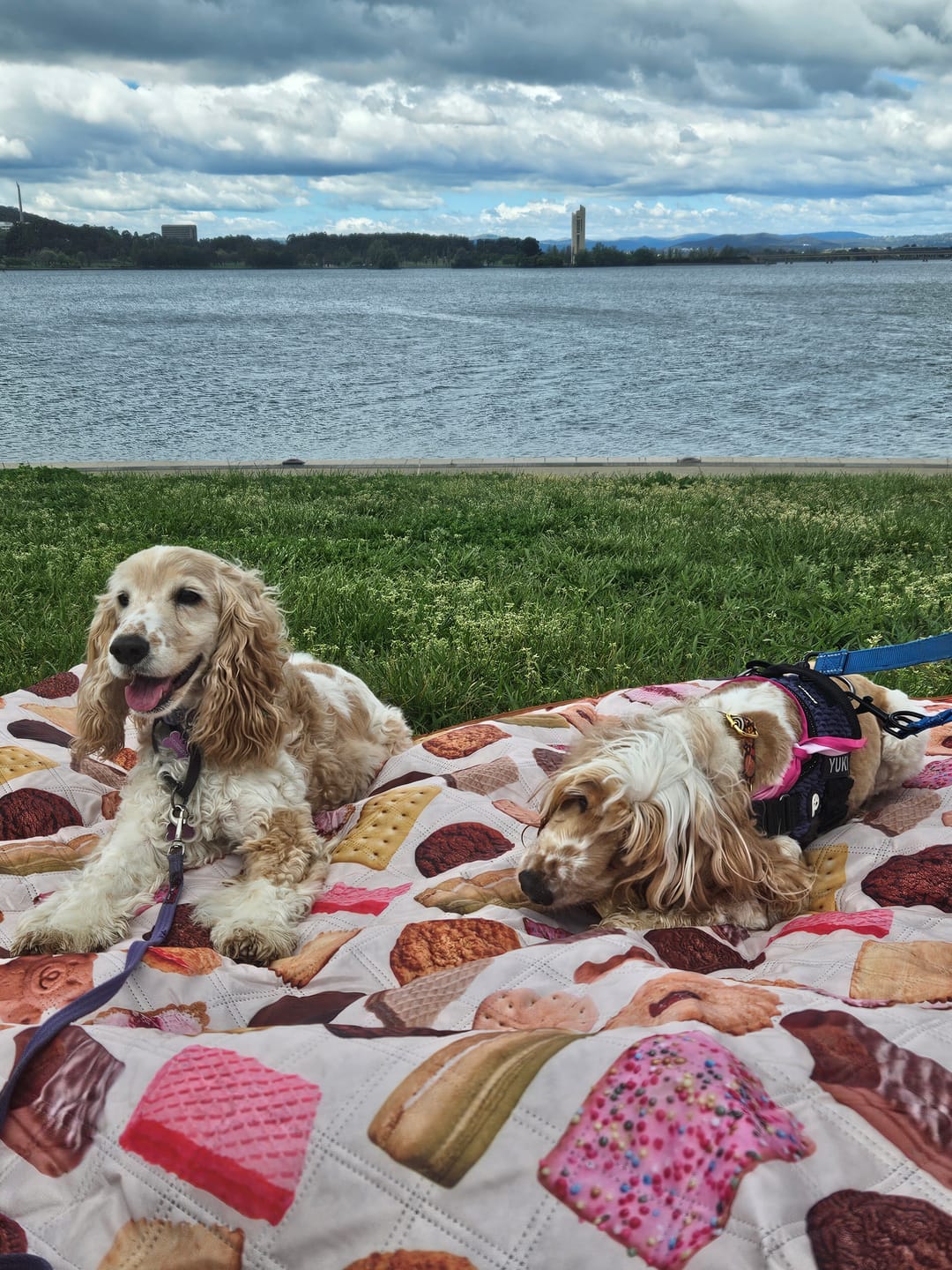 Customer photo review of NEW! Aussie Ice Cream Tea Towel  | 100% Cotton | 50 x 70cm